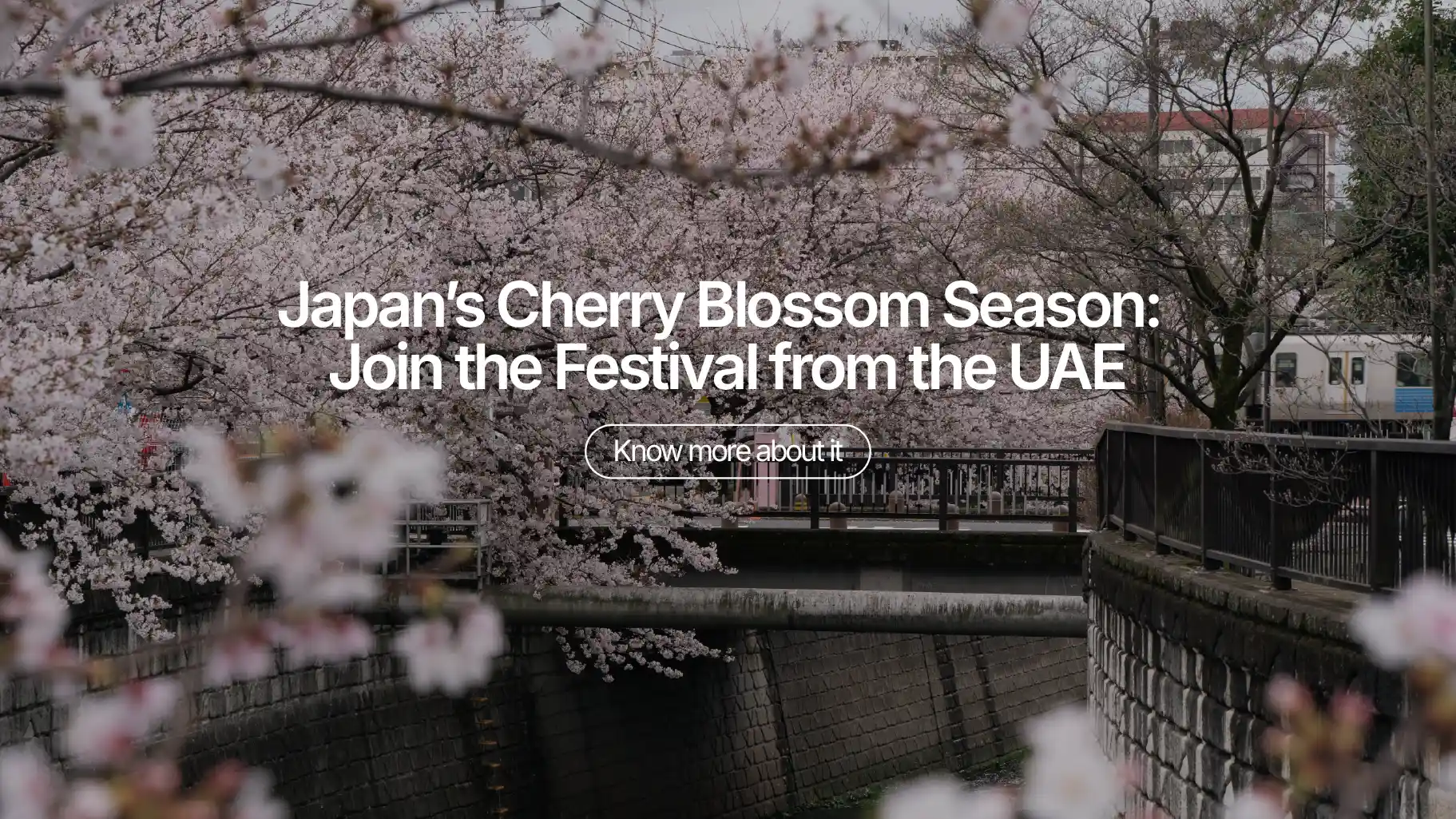Japan’s Cherry Blossom Season: Join the Festival from the UAE